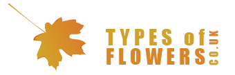 Types of Flowers